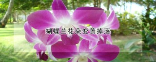 蝴蝶兰花朵变蔫掉落,第1图