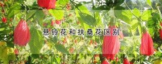 悬铃花和扶桑花区别,第1图