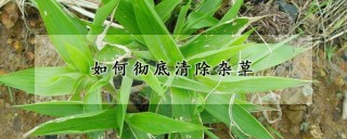 如何彻底清除杂草,第1图