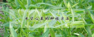 水空心菜的种植方法,第1图