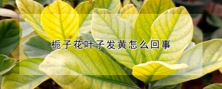 栀子花叶子发黄怎么回事,第1图