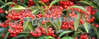 富贵子修剪要不要去顶,第1图