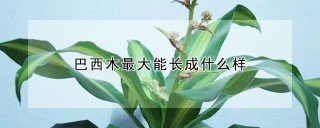 巴西木最大能长成什么样,第1图