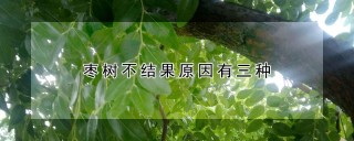 枣树不结果原因有三种,第1图