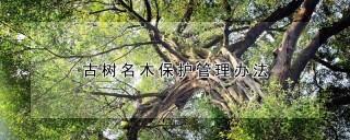 古树名木保护管理办法,第1图