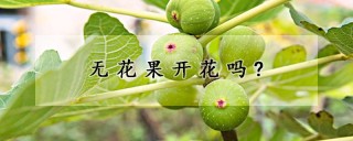 无花果开花吗?,第1图