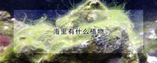 海里有什么植物,第1图