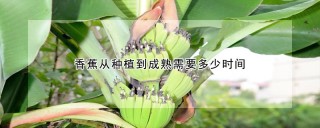 香蕉从种植到成熟需要多少时间,第1图