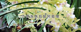 兰花冻伤后如何处理,第1图