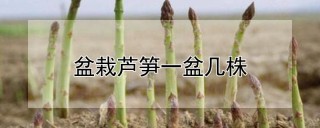 盆栽芦笋一盆几株,第1图