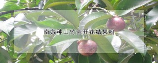 南方种山竹会开花结果吗,第1图