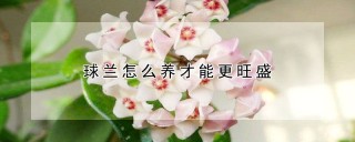 球兰怎么养才能更旺盛,第1图