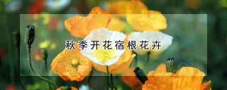 秋季开花宿根花卉,第1图