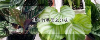 孔雀竹芋怎么分株,第1图