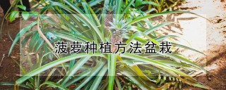 菠萝种植方法盆栽,第1图