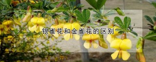 银雀花和金雀花的区别,第1图