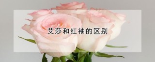 艾莎和红袖的区别,第1图