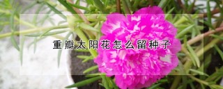 重瓣太阳花怎么留种子,第1图