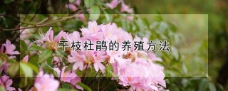 干枝杜鹃的养殖方法,第1图