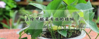 去除甲醛最有效的植物,第1图