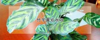 竹芋喜欢水吗,第1图