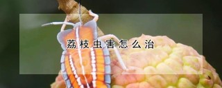 荔枝虫害怎么治,第1图