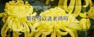 菊花可以送老师吗,第1图