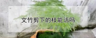 文竹剪下的枝能活吗,第1图