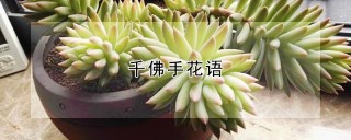 千佛手花语,第1图