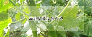 满地爬黄瓜怎么种,第1图