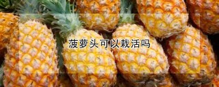 菠萝头可以栽活吗,第1图