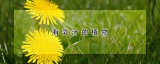 有乳汁的植物,第1图