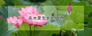 在水里生长的植物,第1图