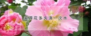 芙蓉花多久浇一次水,第1图