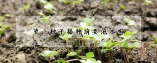 萝卜种子播种前要泡水吗,第1图