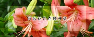 百合花几点钟开花,第1图