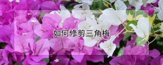 如何修剪三角梅,第1图