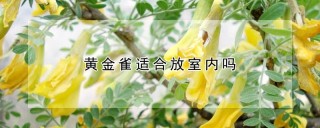 黄金雀适合放室内吗,第1图