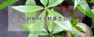 发财树叶子枯萎怎么办,第1图