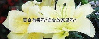 百合有毒吗?适合放家里吗?,第1图