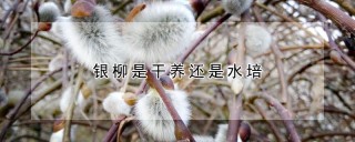 银柳是干养还是水培,第1图