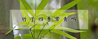 竹子四季常青吗,第1图