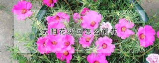 太阳花买回怎么醒花,第1图