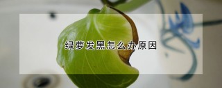 绿萝发黑怎么办原因,第1图