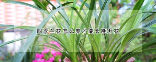 四季兰花怎么养才能长期开花,第1图