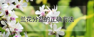 兰花分盆的正确方法,第1图