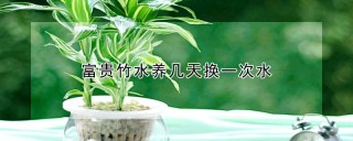 富贵竹水养几天换一次水,第1图