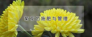 菊花的施肥与管理,第1图