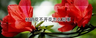 杜鹃花不开花怎么回事,第1图