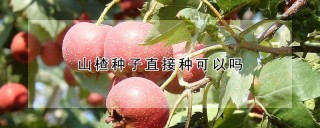 山楂种子直接种可以吗,第1图